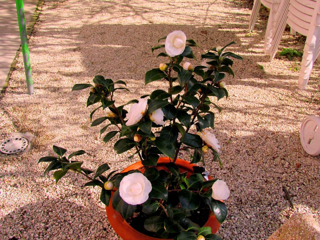 Villa Maria Bed & Breakfast, Corridonia, Marche Zewnętrze zdjęcie
