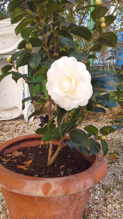 Villa Maria Bed & Breakfast, Corridonia, Marche Zewnętrze zdjęcie
